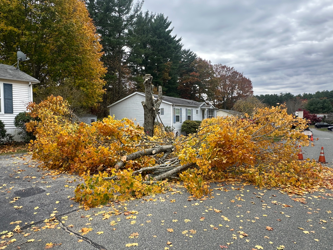 Top Notch Tree, Inc. - Rockland, MA