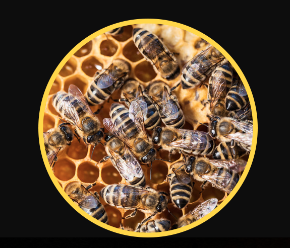 Integrated Pest Control - Oregon, OH