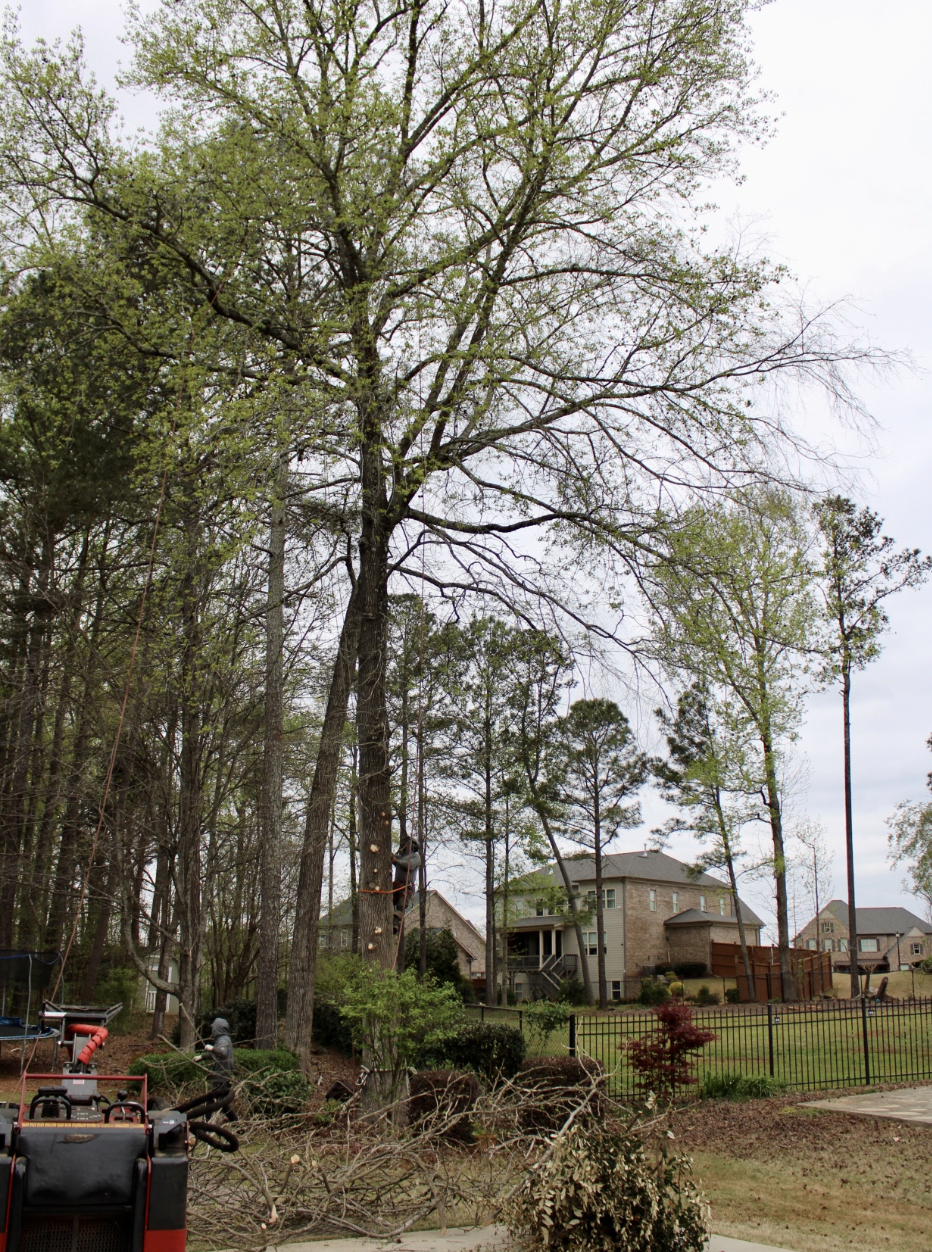 Live Green Tree Service LLC Image