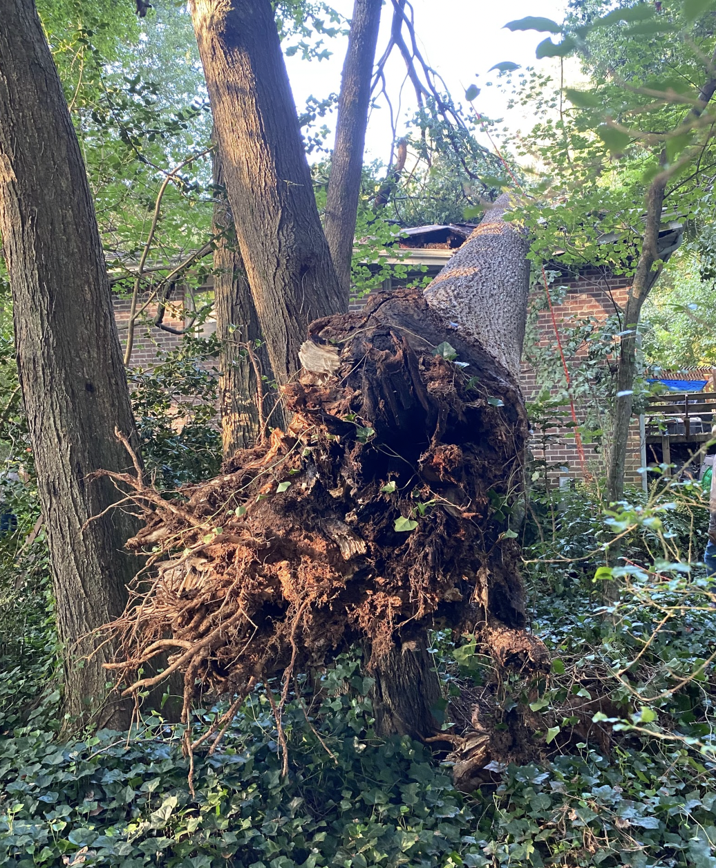 Live Green Tree Service LLC Image