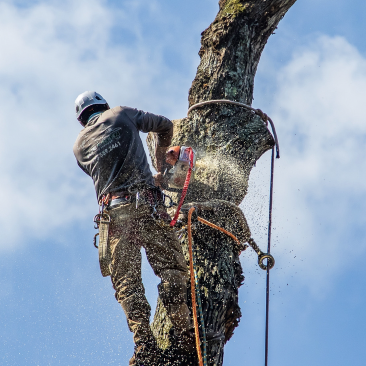 Live Green Tree Service LLC Logo