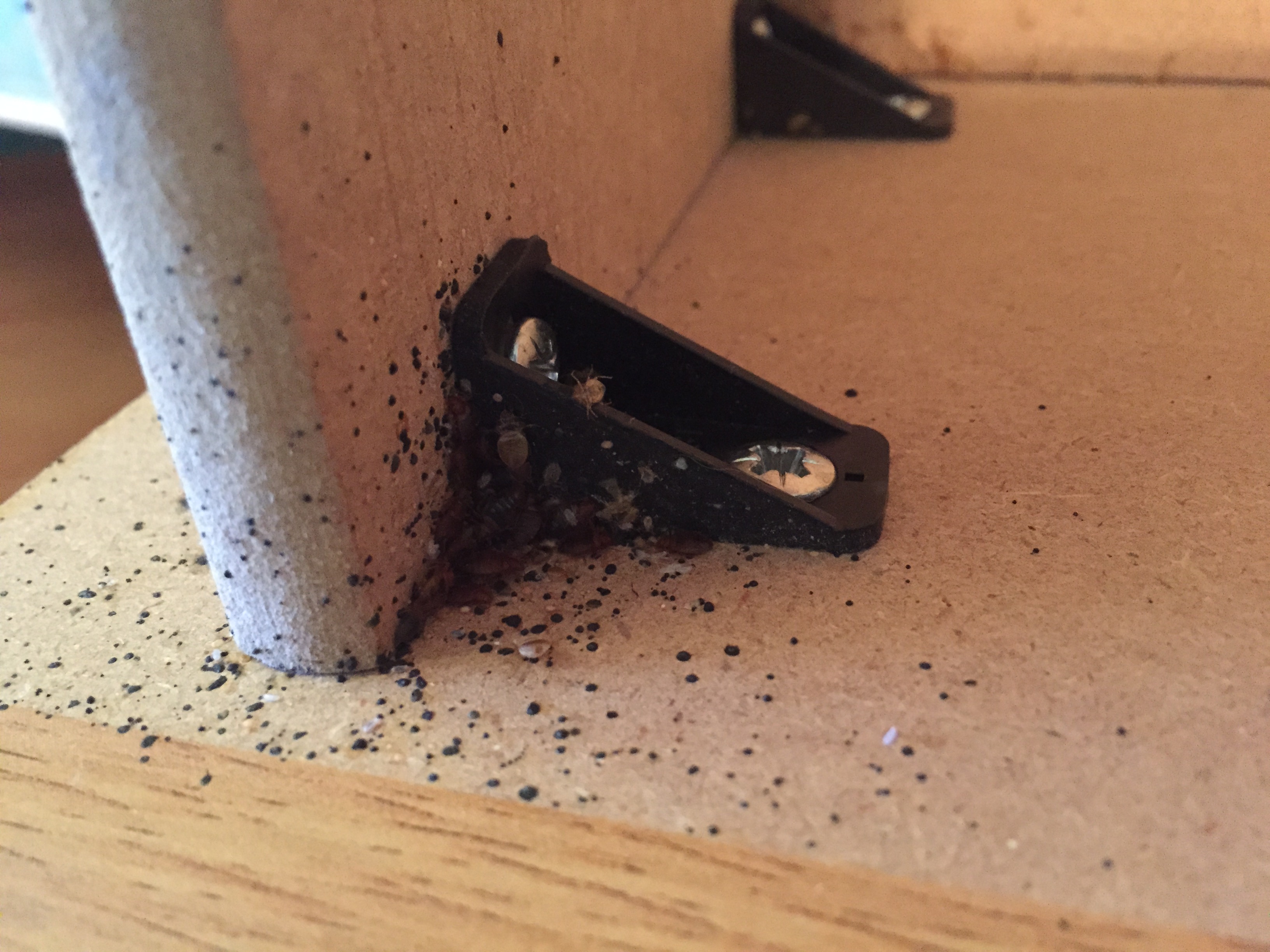 Source Pest Control - Temecula, CA