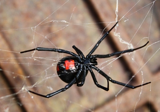 Source Pest Control - Temecula, CA