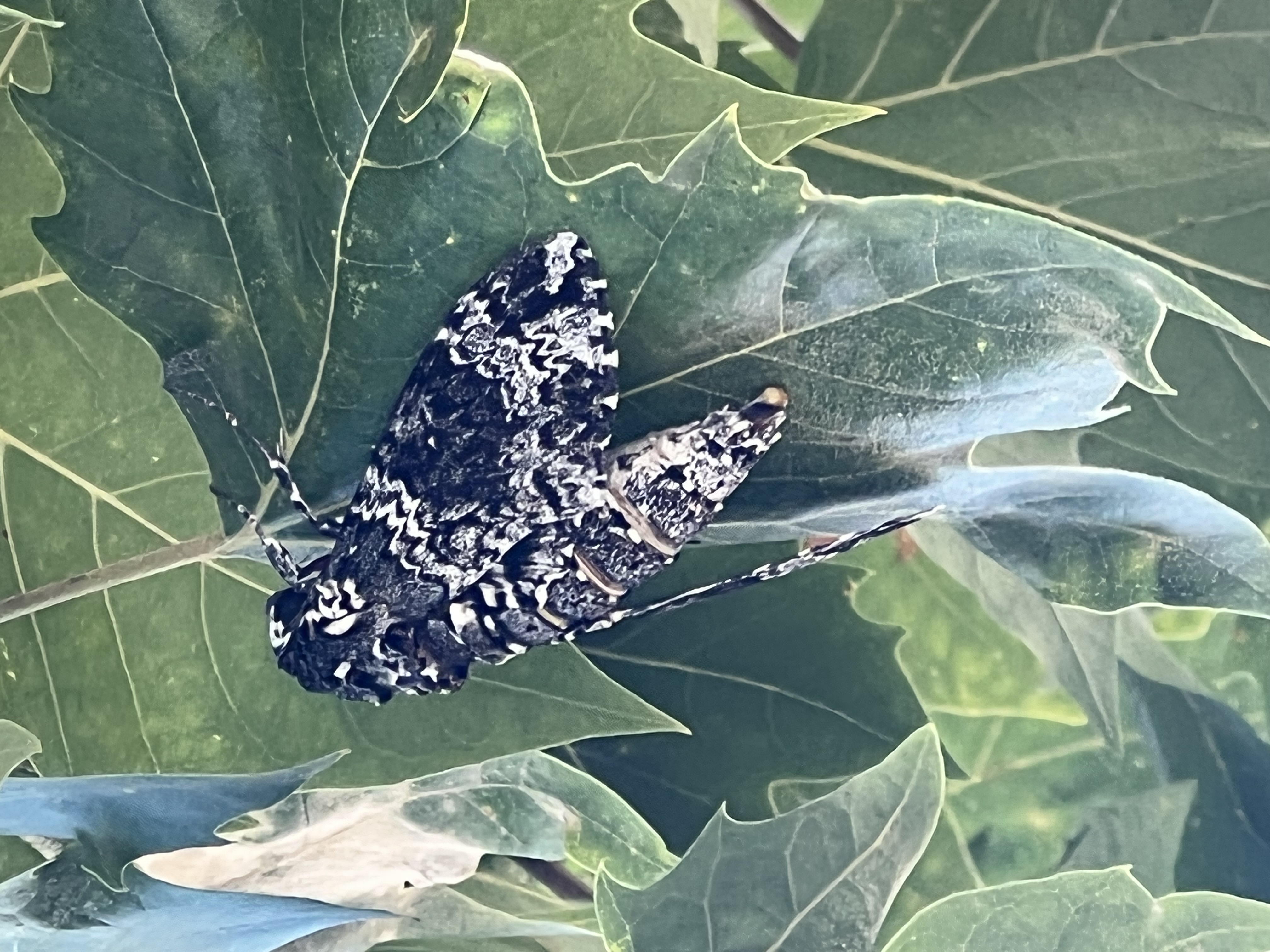 Source Pest Control - Temecula, CA