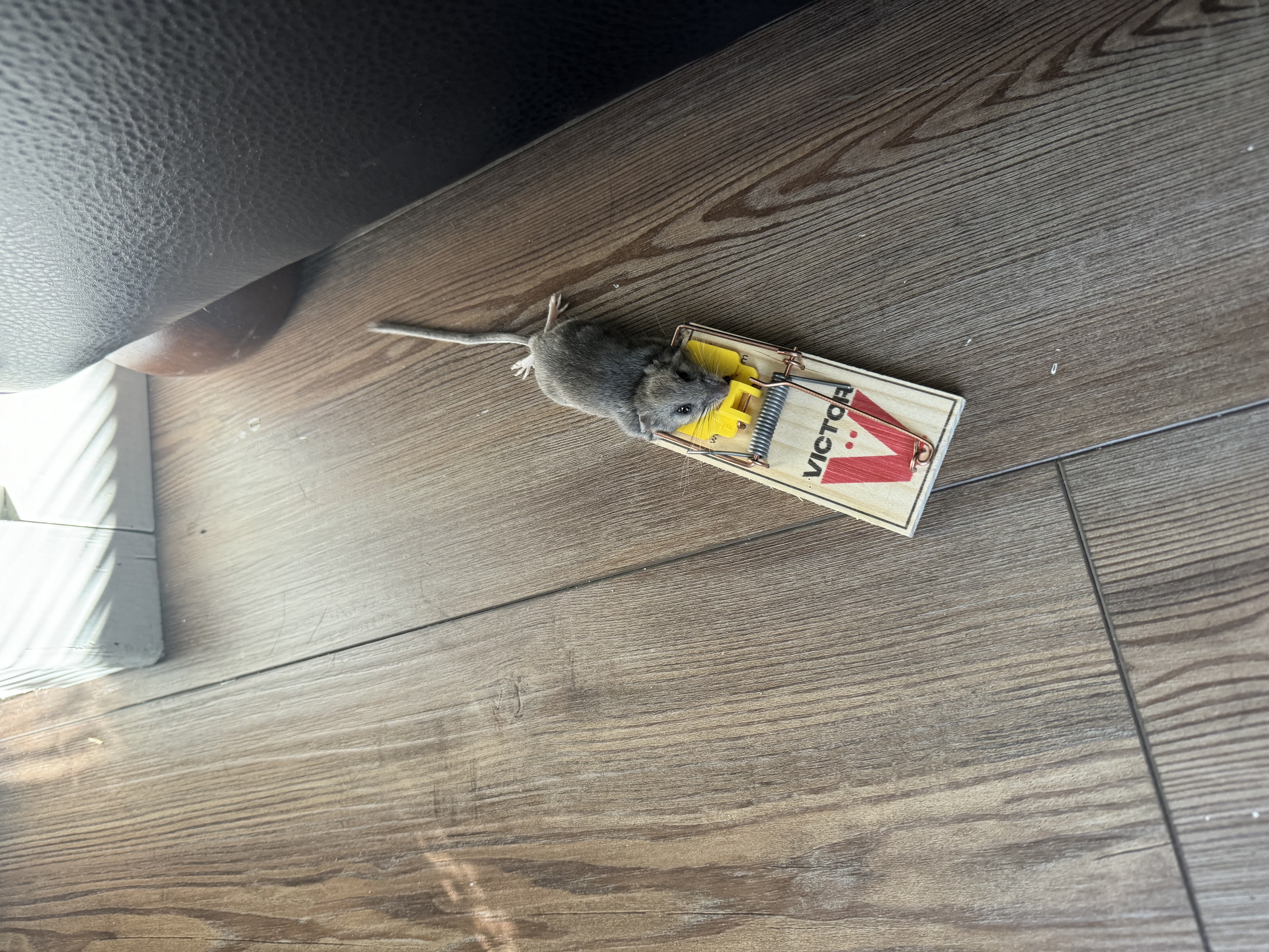 Source Pest Control - Temecula, CA
