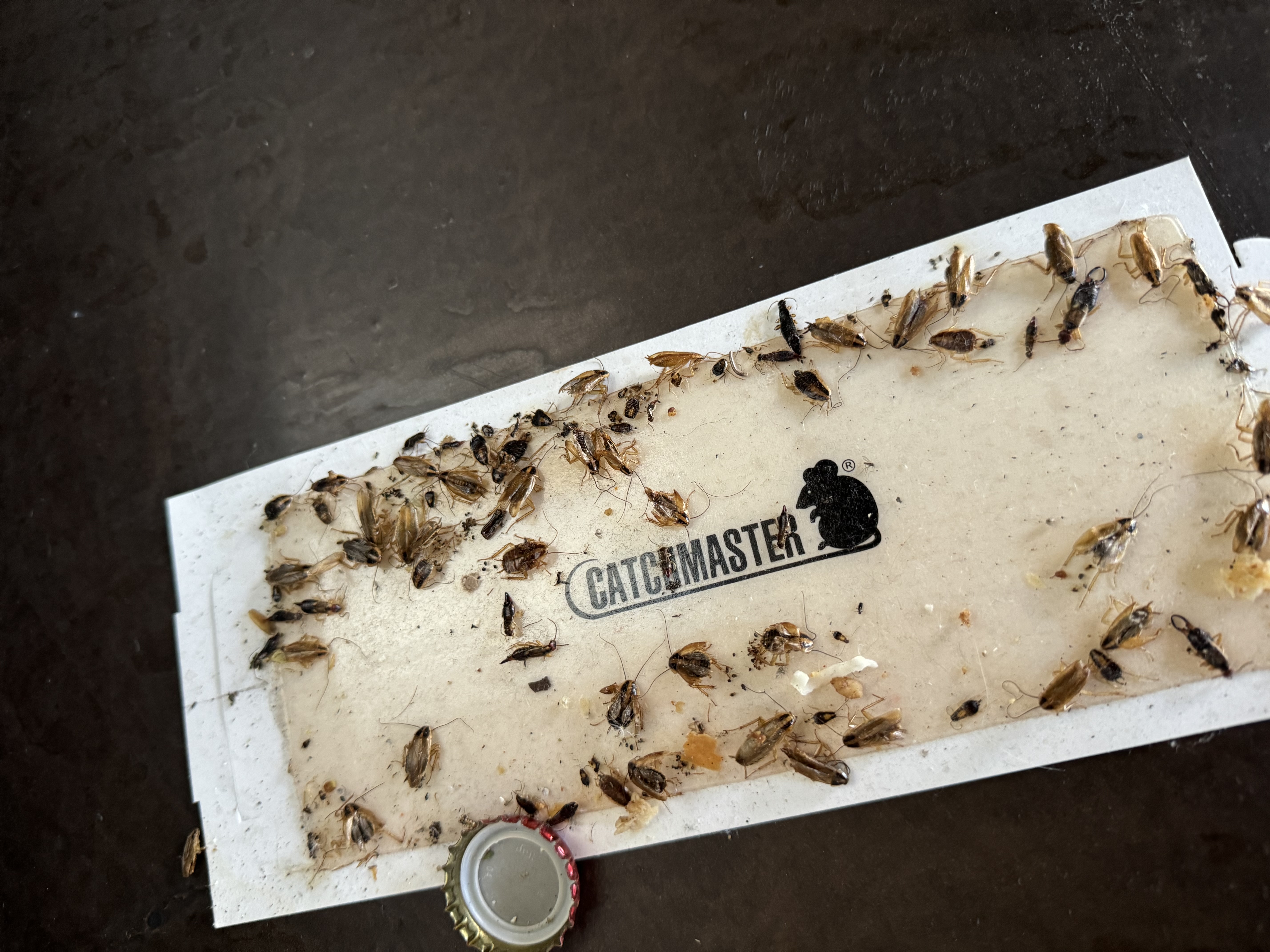 Source Pest Control - Temecula, CA
