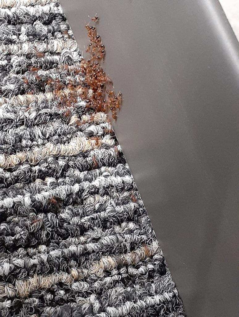 All N-1 Pest Control Management LLC Image