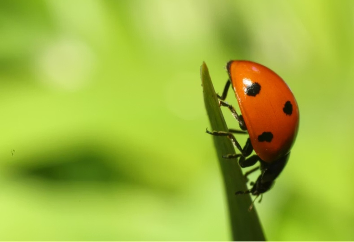 All N-1 Pest Control Management LLC Image