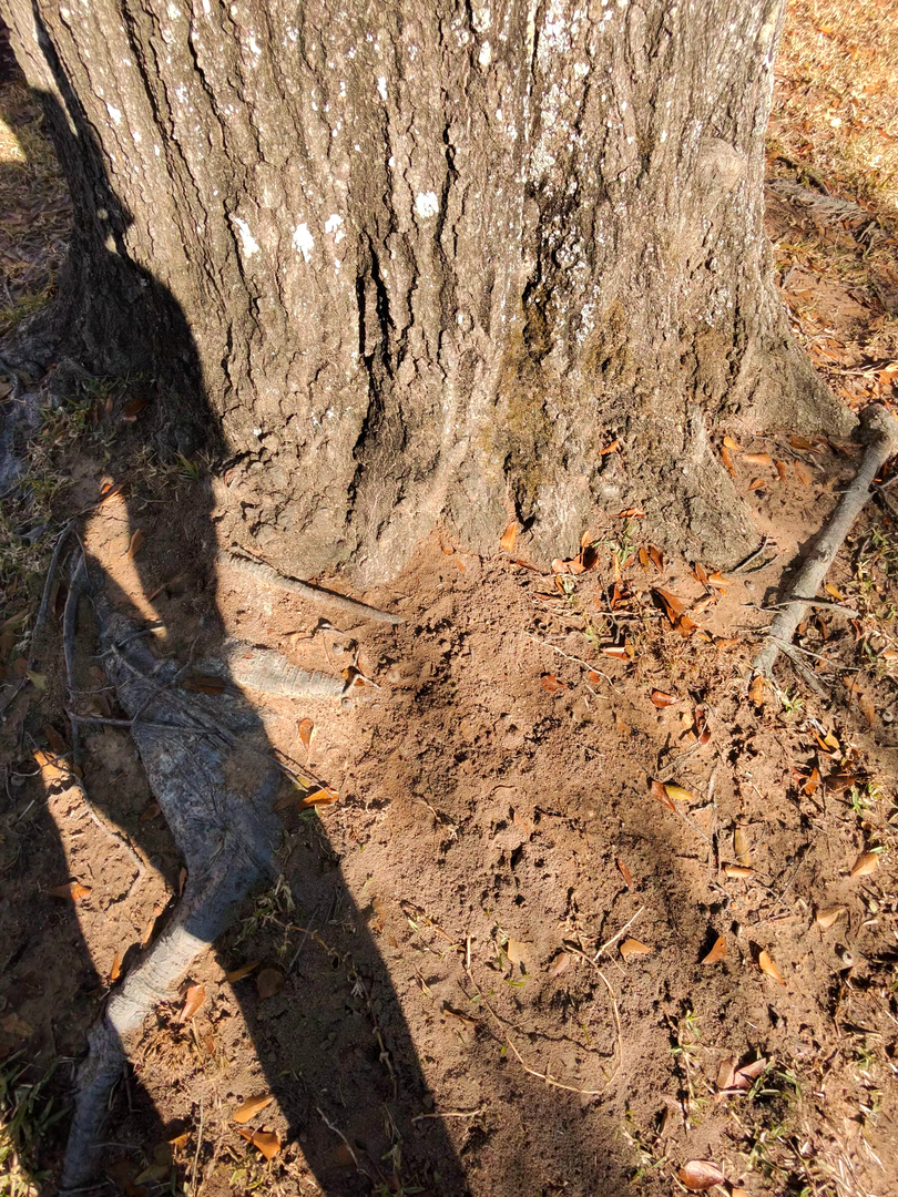 All N-1 Pest Control Management LLC Image