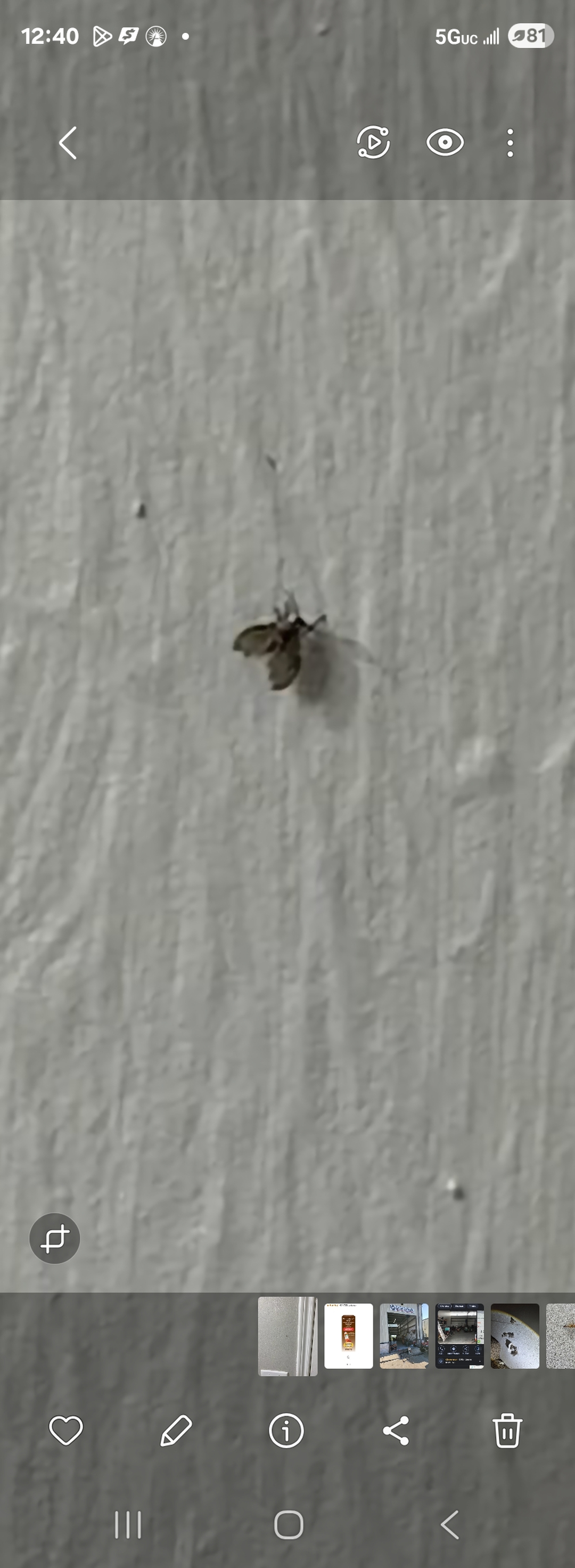 All N-1 Pest Control Management LLC Image