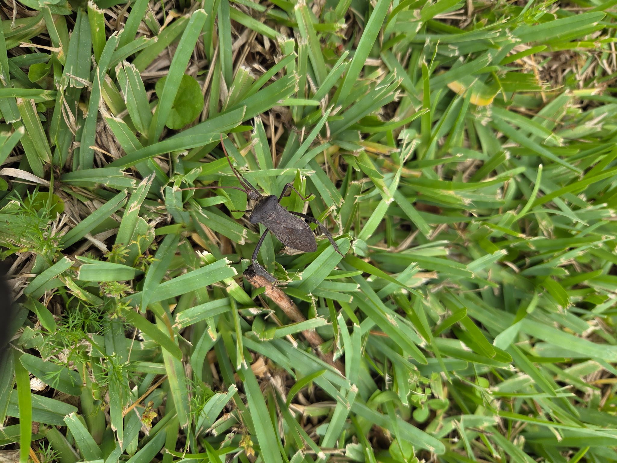 All N-1 Pest Control Management LLC Image