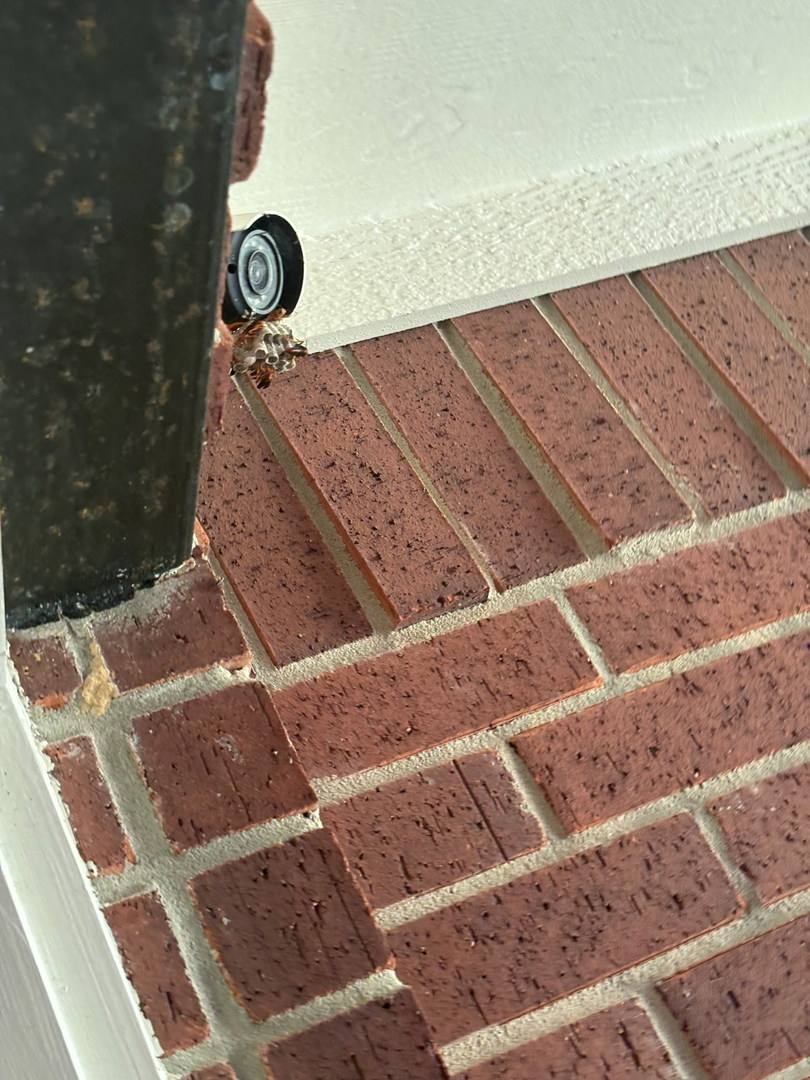 All N-1 Pest Control Management LLC Image