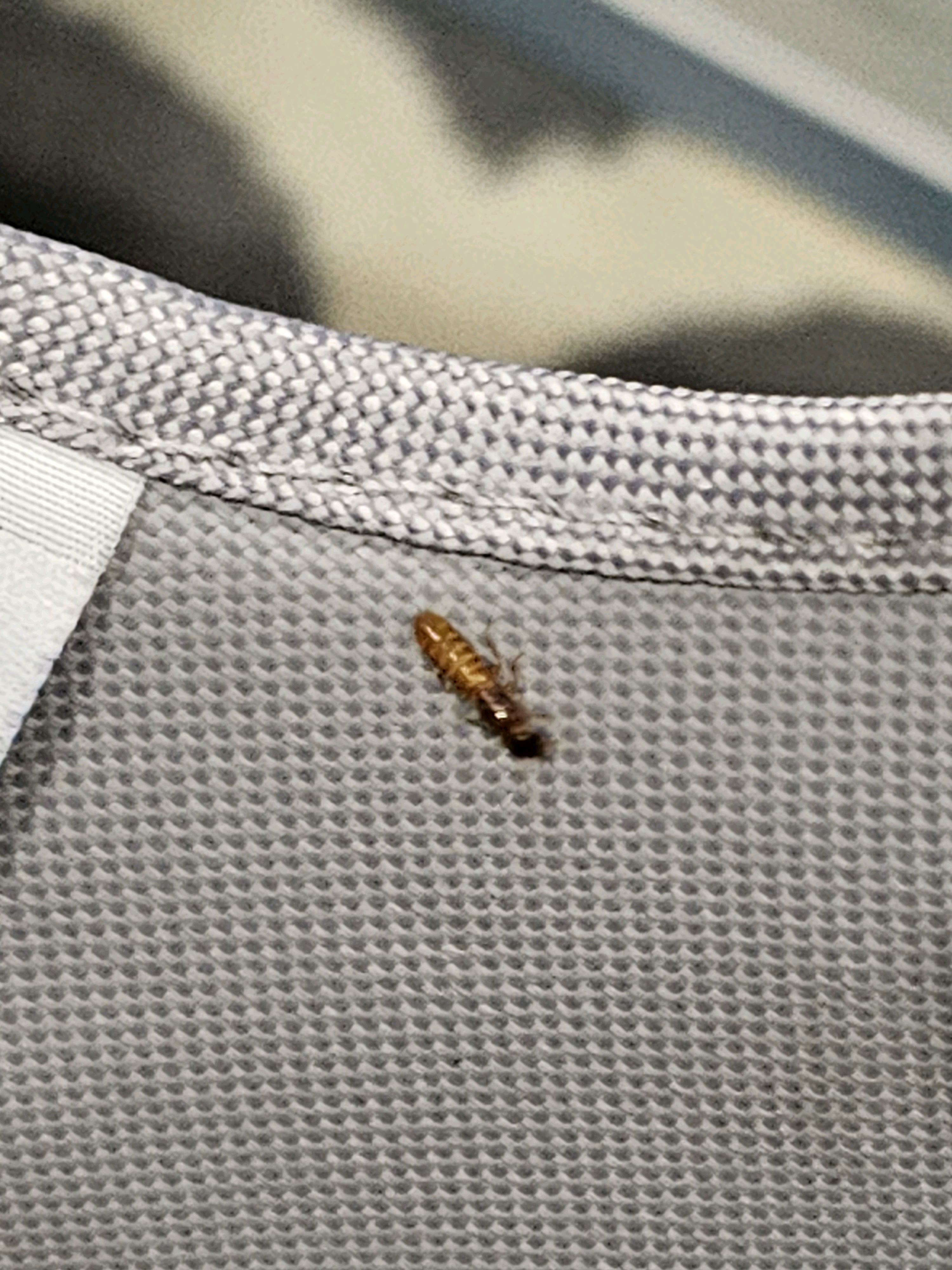 All N-1 Pest Control Management LLC Image