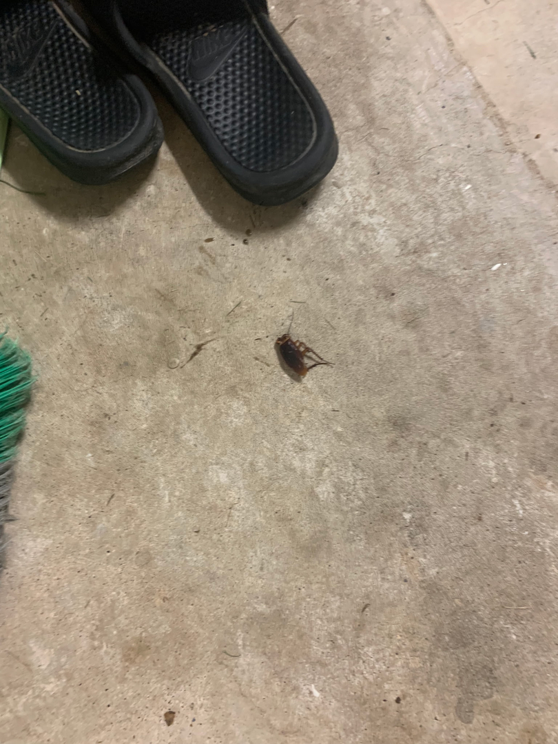 All N-1 Pest Control Management LLC Image