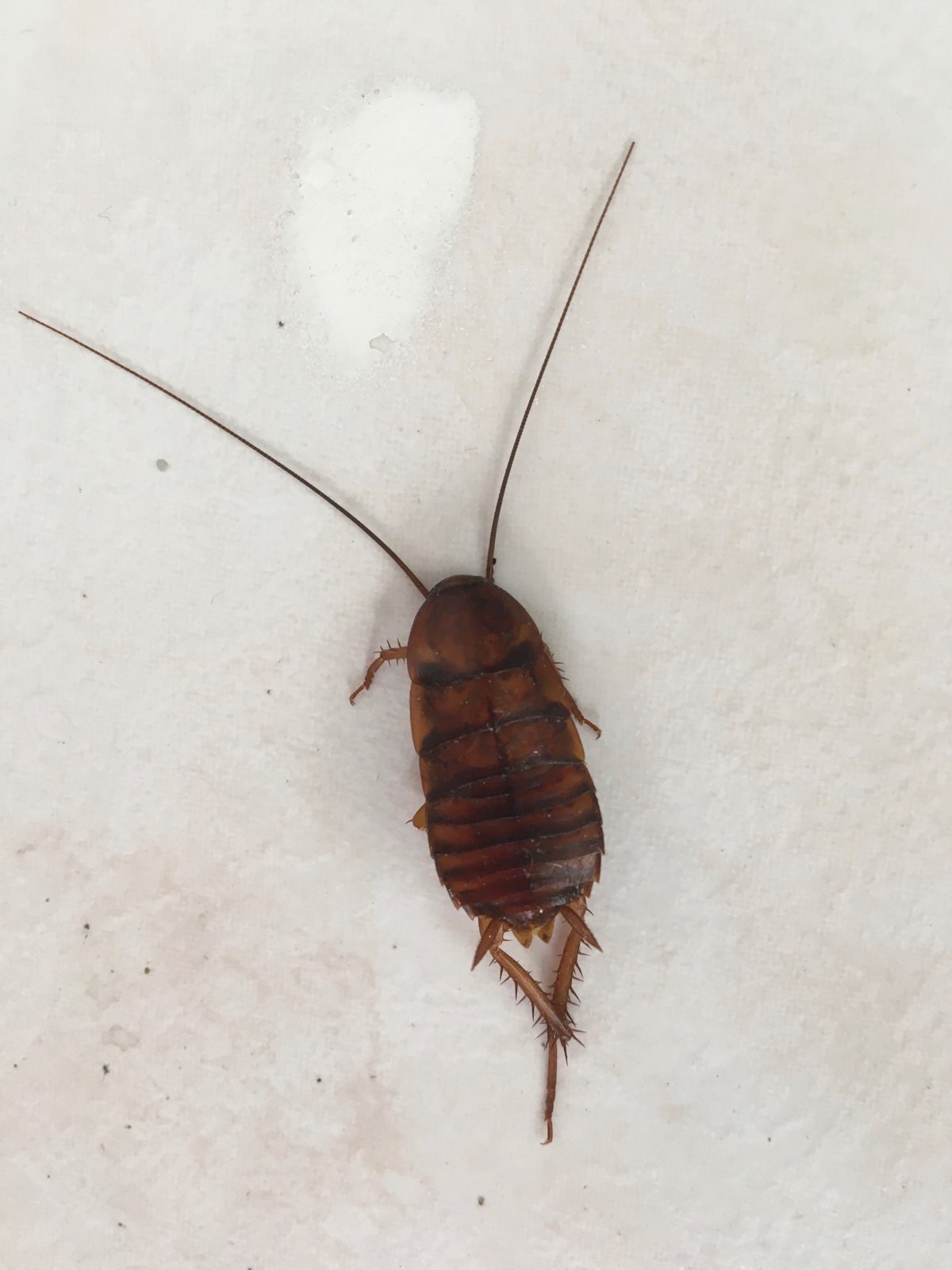 All N-1 Pest Control Management LLC Image