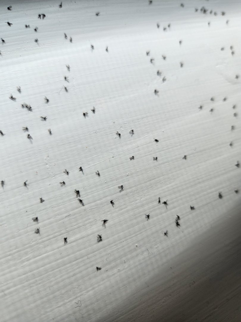 All N-1 Pest Control Management LLC Image