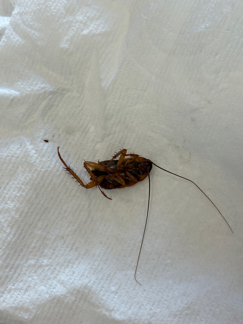 All N-1 Pest Control Management LLC Image