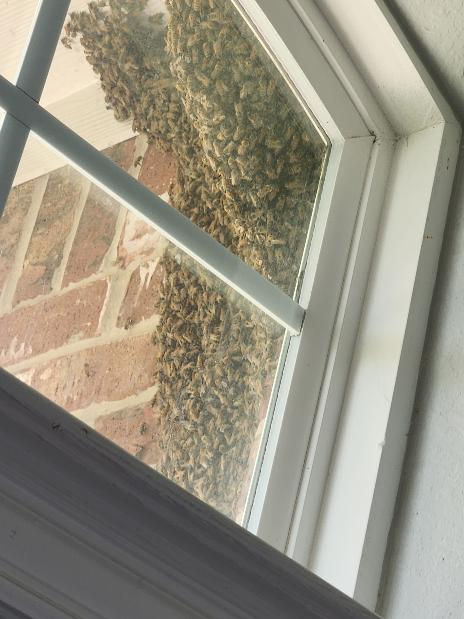 All N-1 Pest Control Management LLC Image