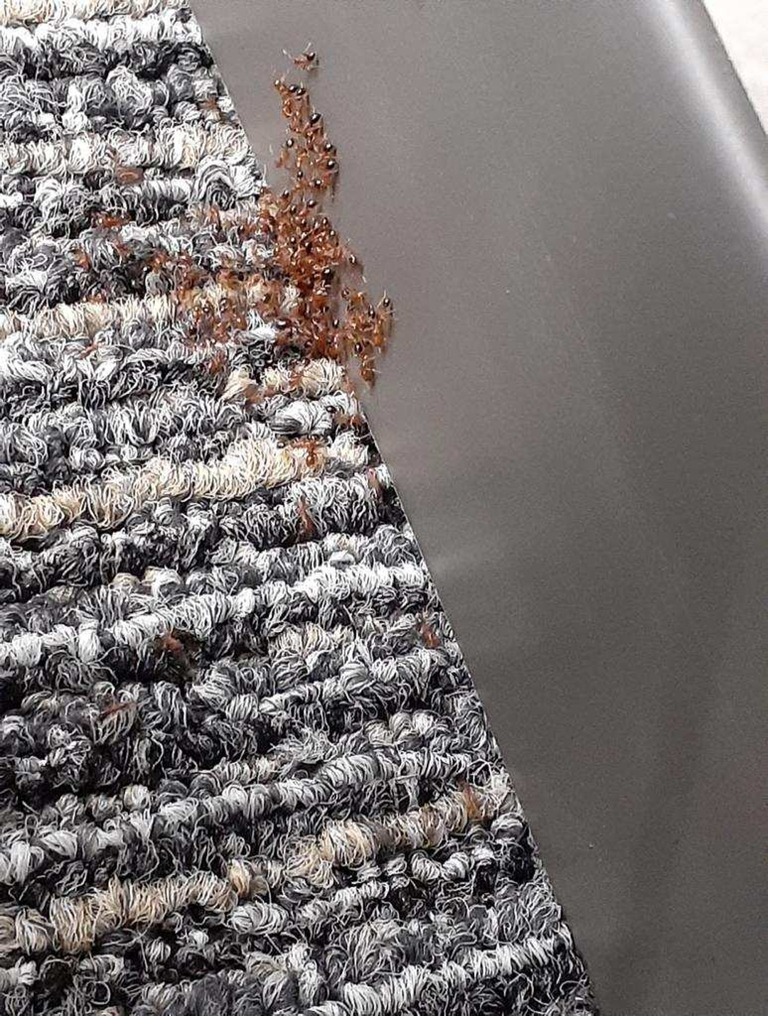 All N-1 Pest Control Management LLC Image