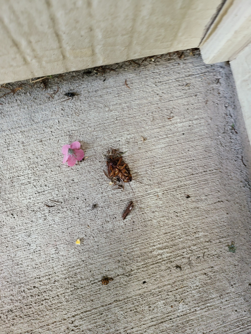 All N-1 Pest Control Management LLC Image