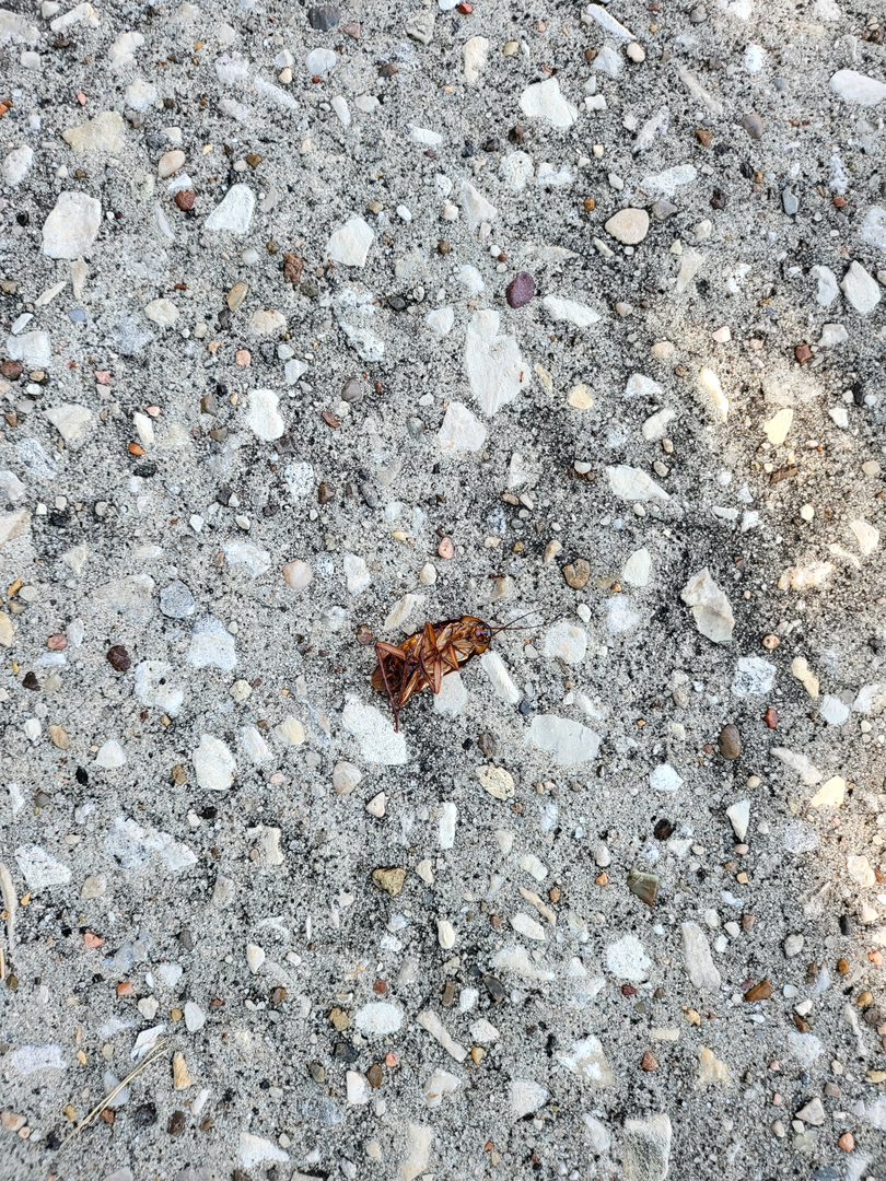 All N-1 Pest Control Management LLC Image