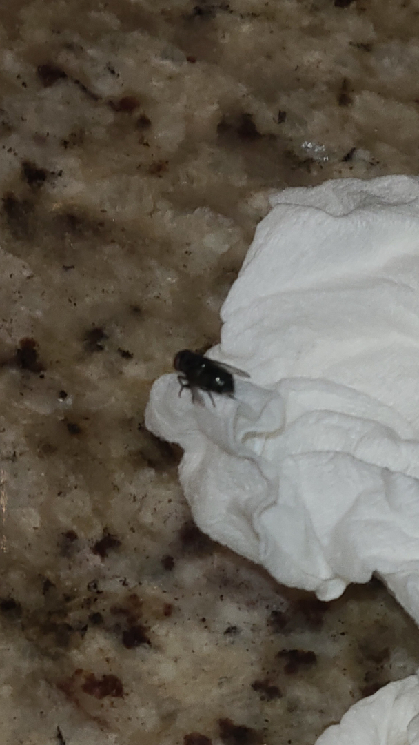 All N-1 Pest Control Management LLC Image