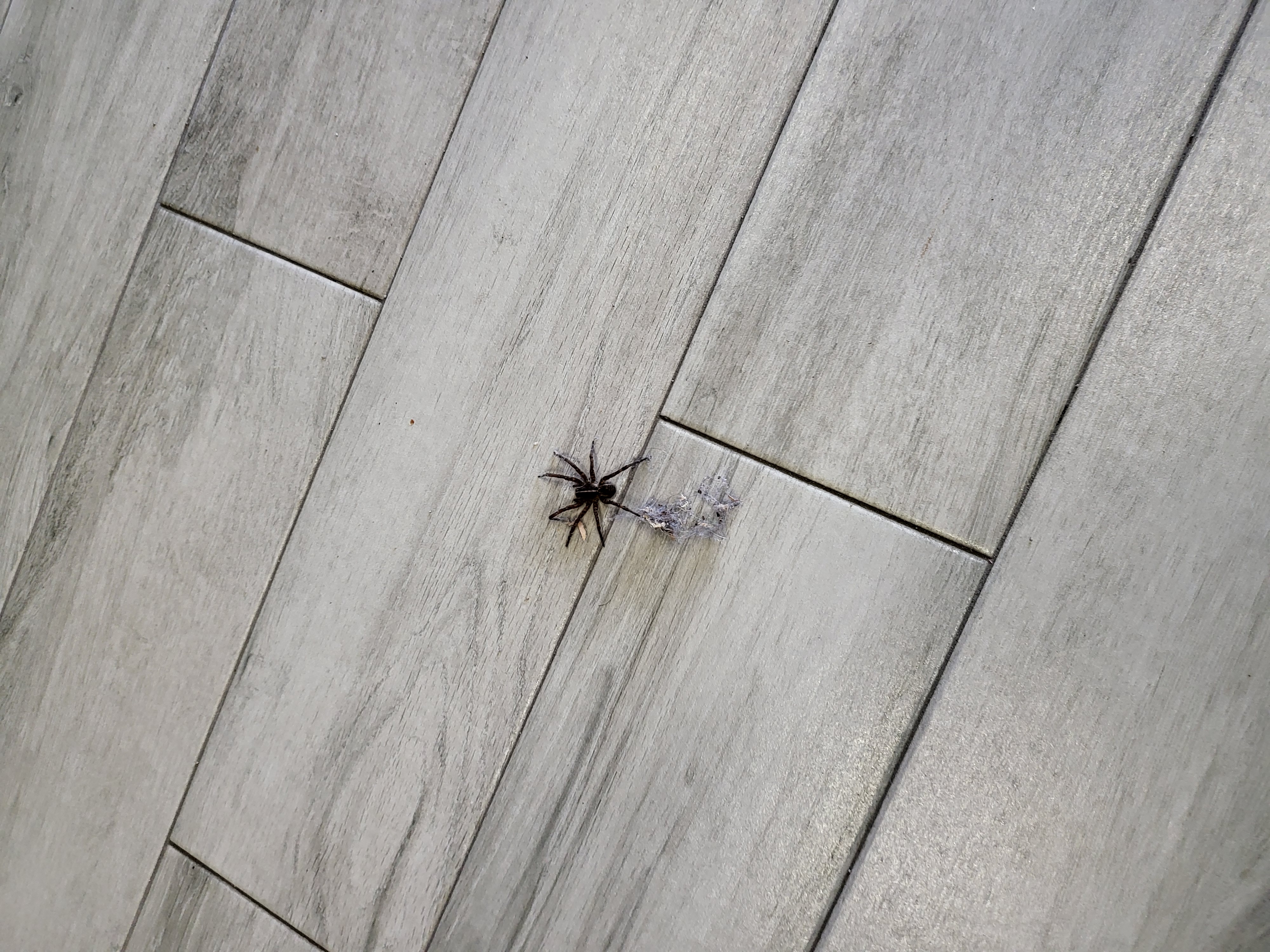 All N-1 Pest Control Management LLC Image