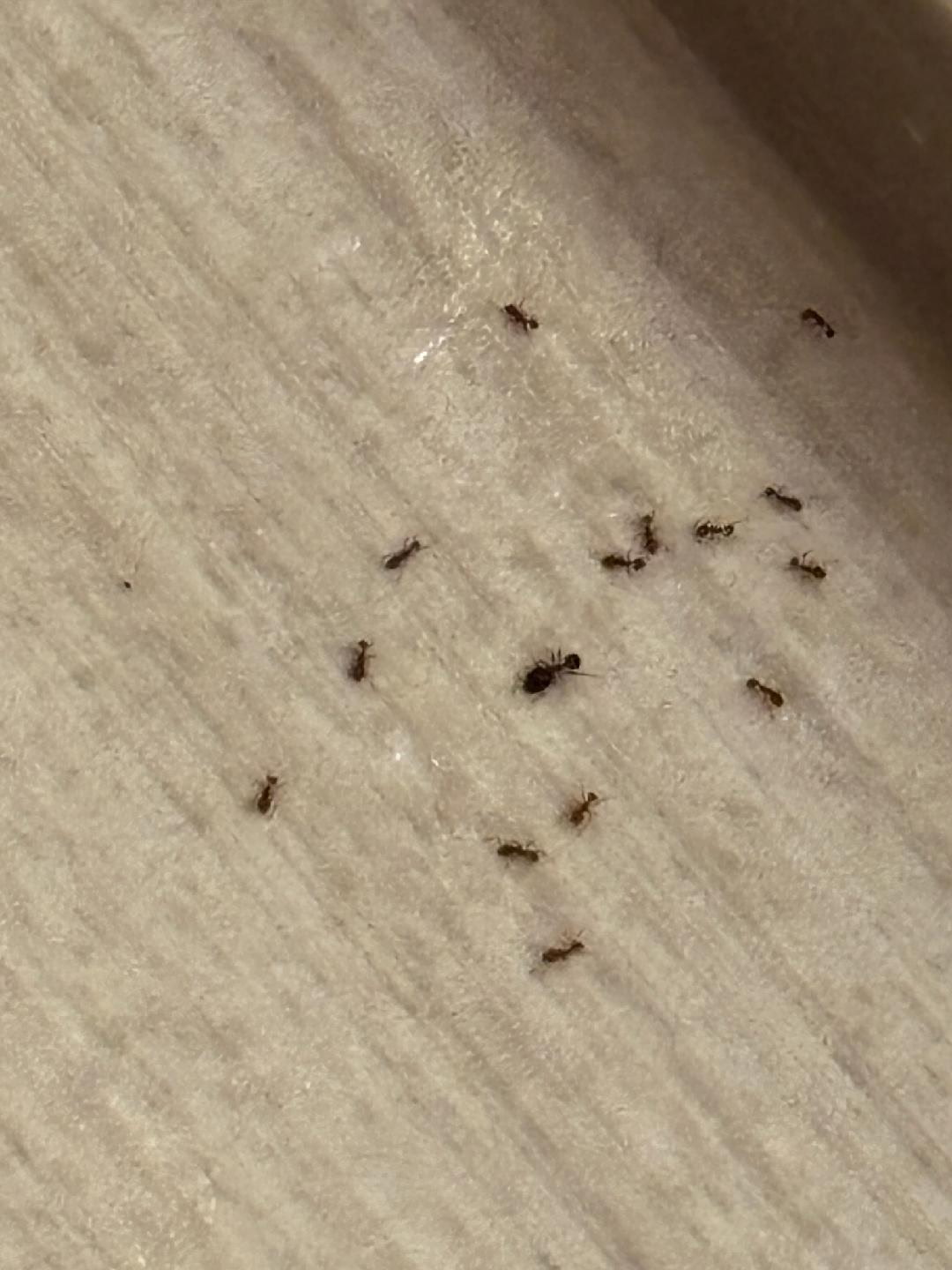 All N-1 Pest Control Management LLC Image