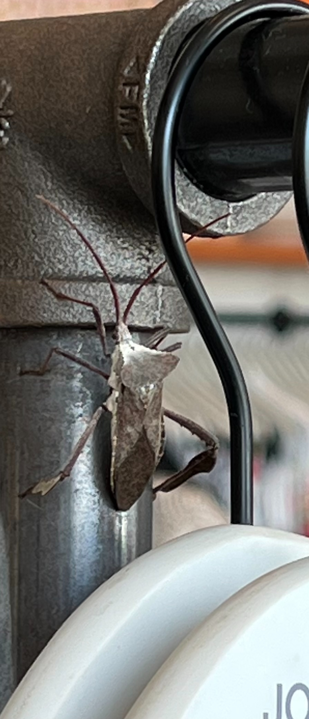 All N-1 Pest Control Management LLC Image