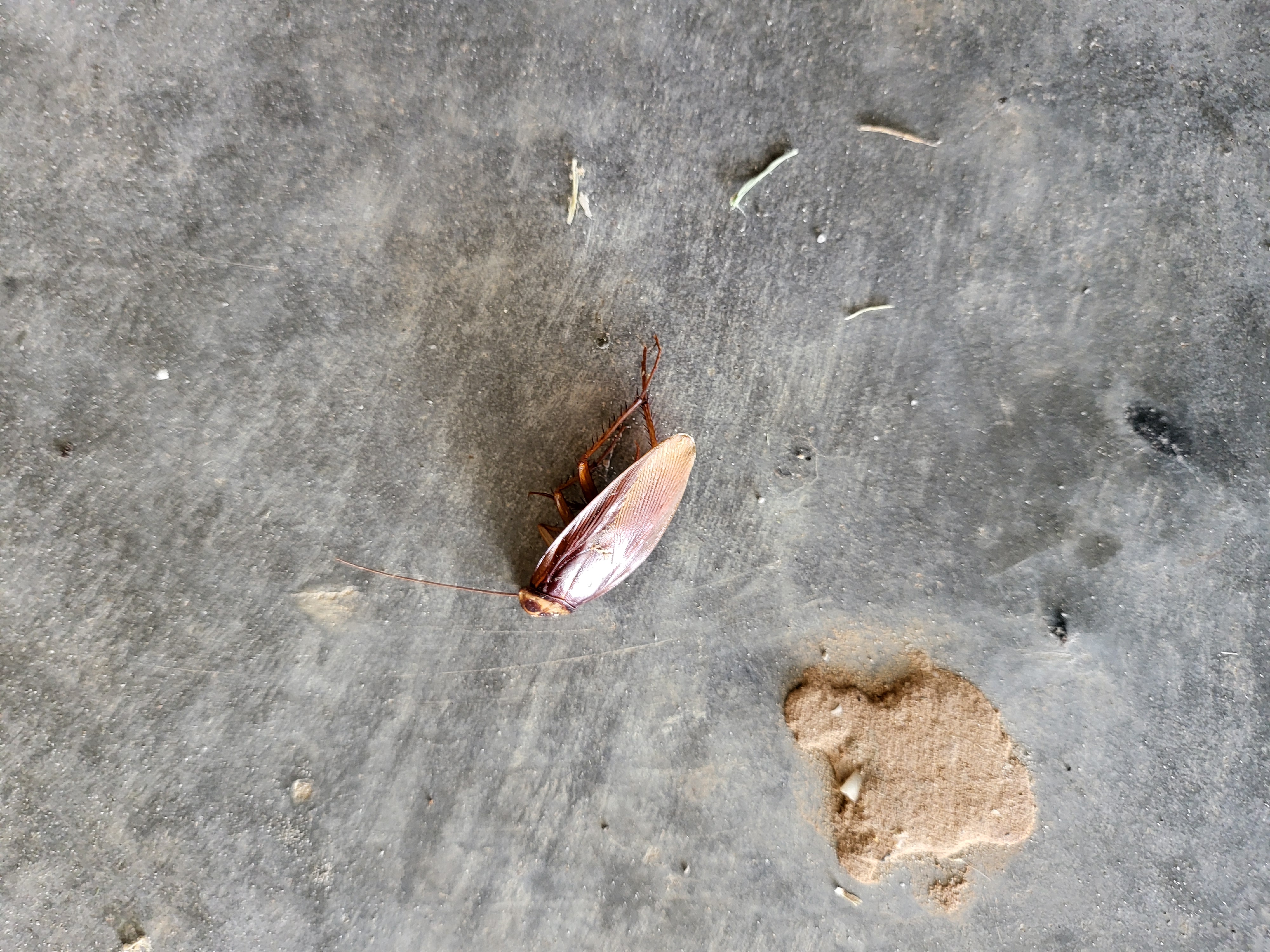 All N-1 Pest Control Management LLC Image