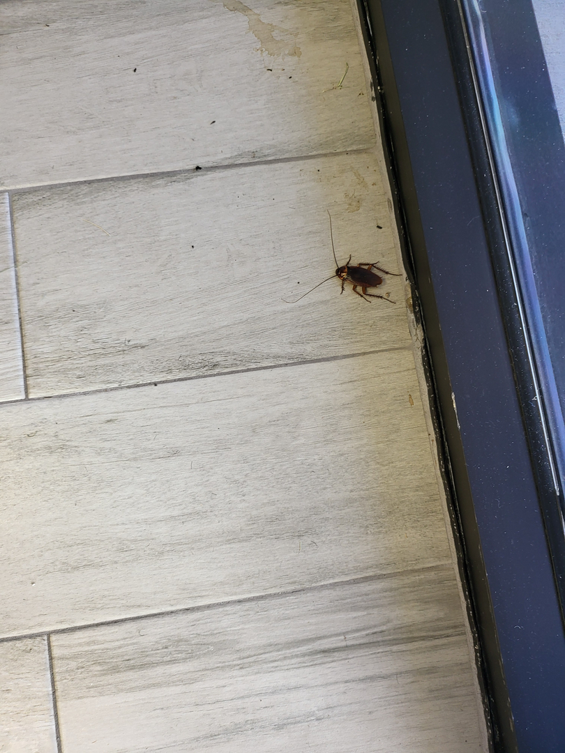 All N-1 Pest Control Management LLC Image