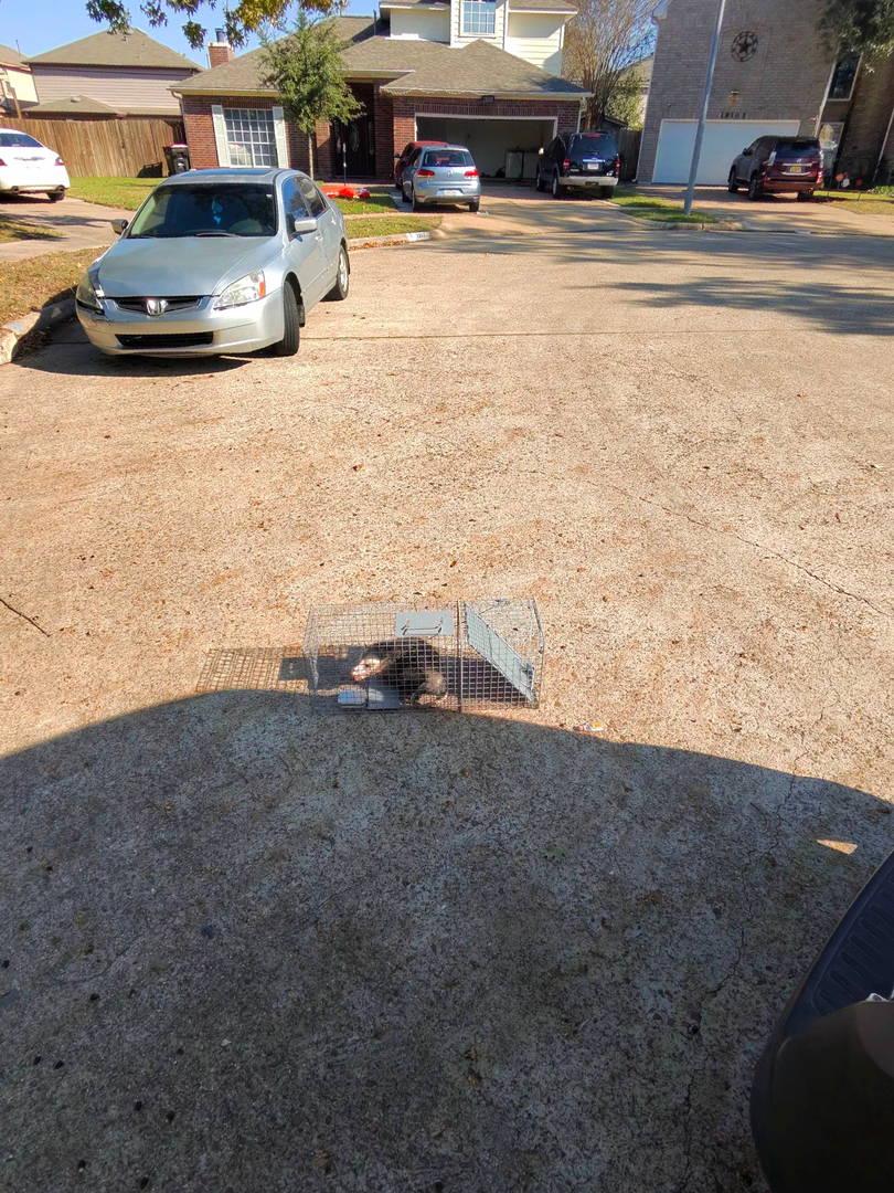 All N-1 Pest Control Management LLC Image