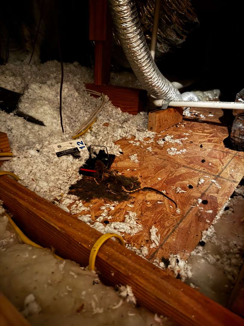 All N-1 Pest Control Management LLC Image