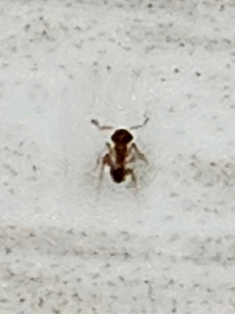 All N-1 Pest Control Management LLC Image