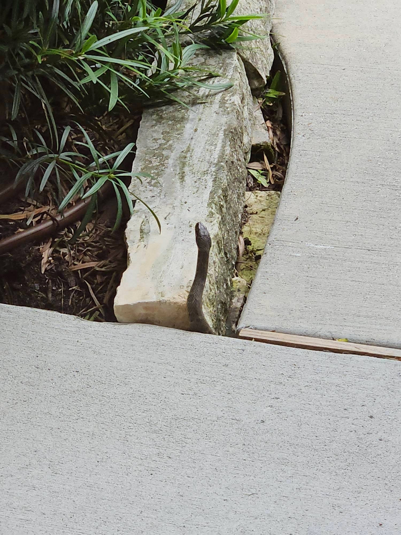 All N-1 Pest Control Management LLC Image