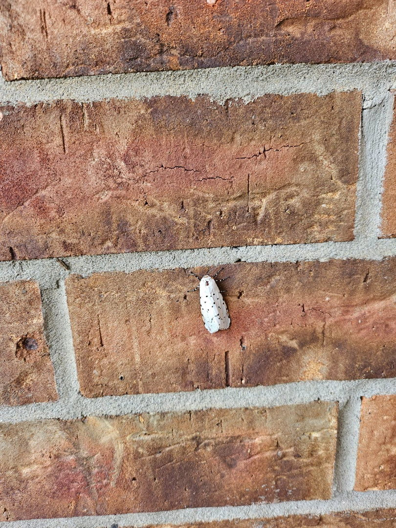 All N-1 Pest Control Management LLC Image