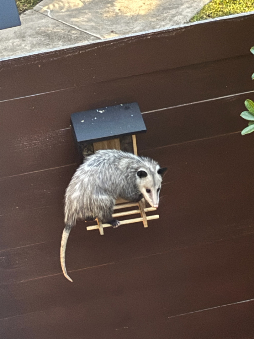 All N-1 Pest Control Management LLC Image