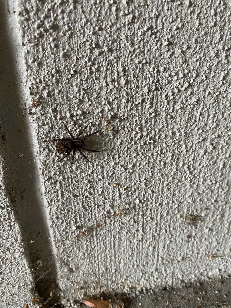 All N-1 Pest Control Management LLC Image