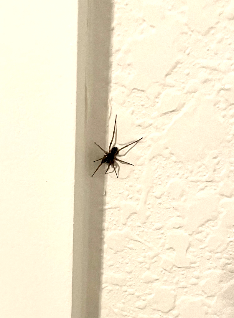 All N-1 Pest Control Management LLC Image