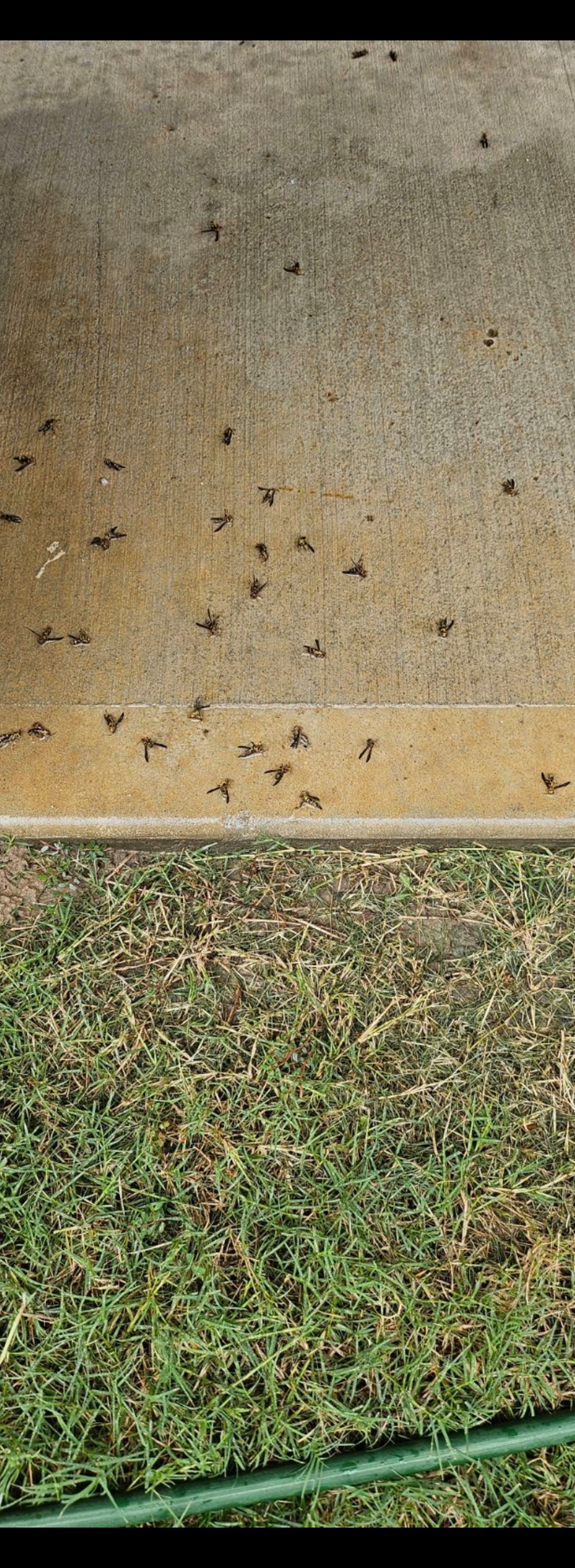 All N-1 Pest Control Management LLC Image