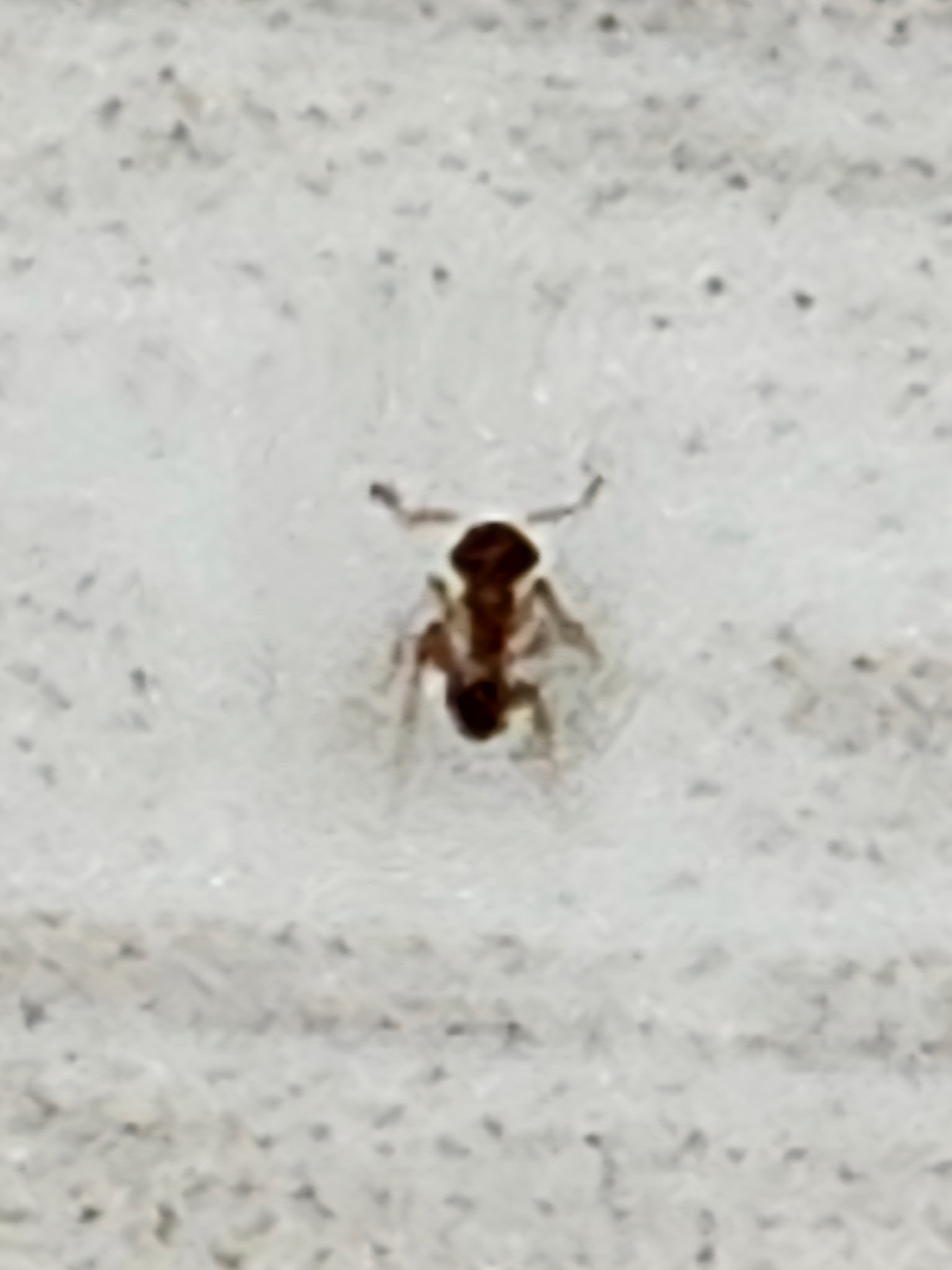 All N-1 Pest Control Management LLC Image