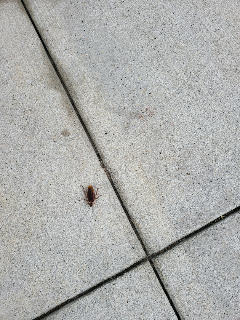 All N-1 Pest Control Management LLC Image