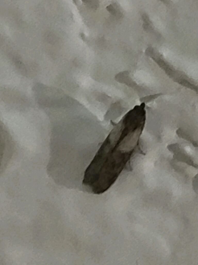 All N-1 Pest Control Management LLC Image