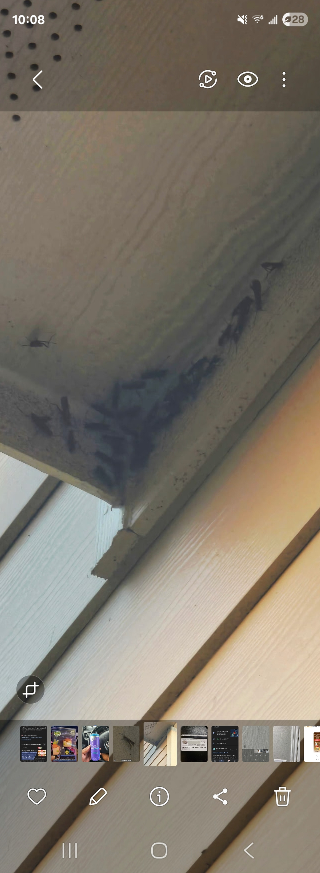 All N-1 Pest Control Management LLC Image