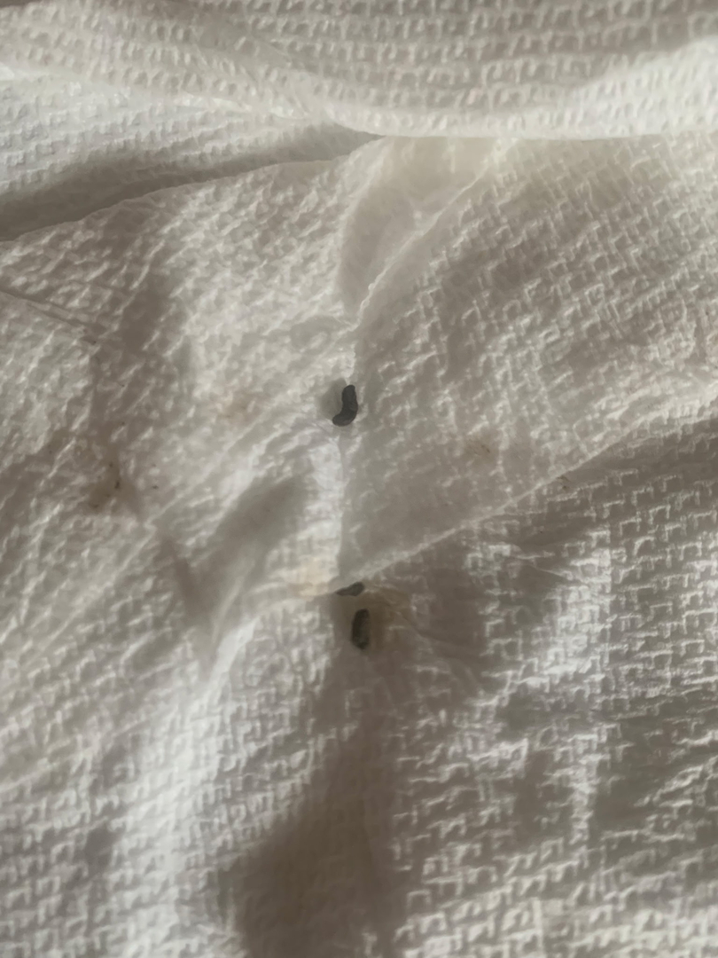 All N-1 Pest Control Management LLC Image