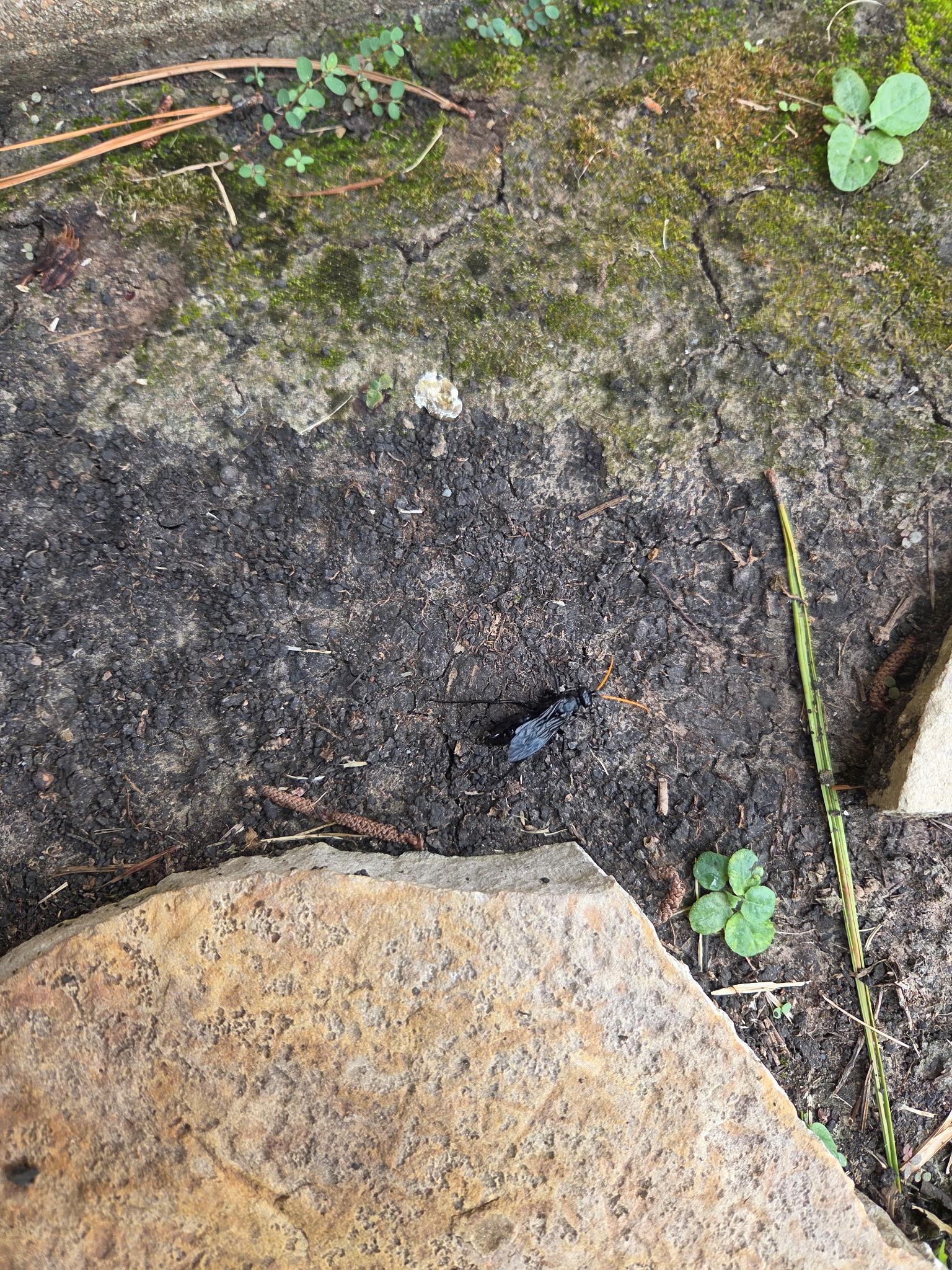 All N-1 Pest Control Management LLC Image