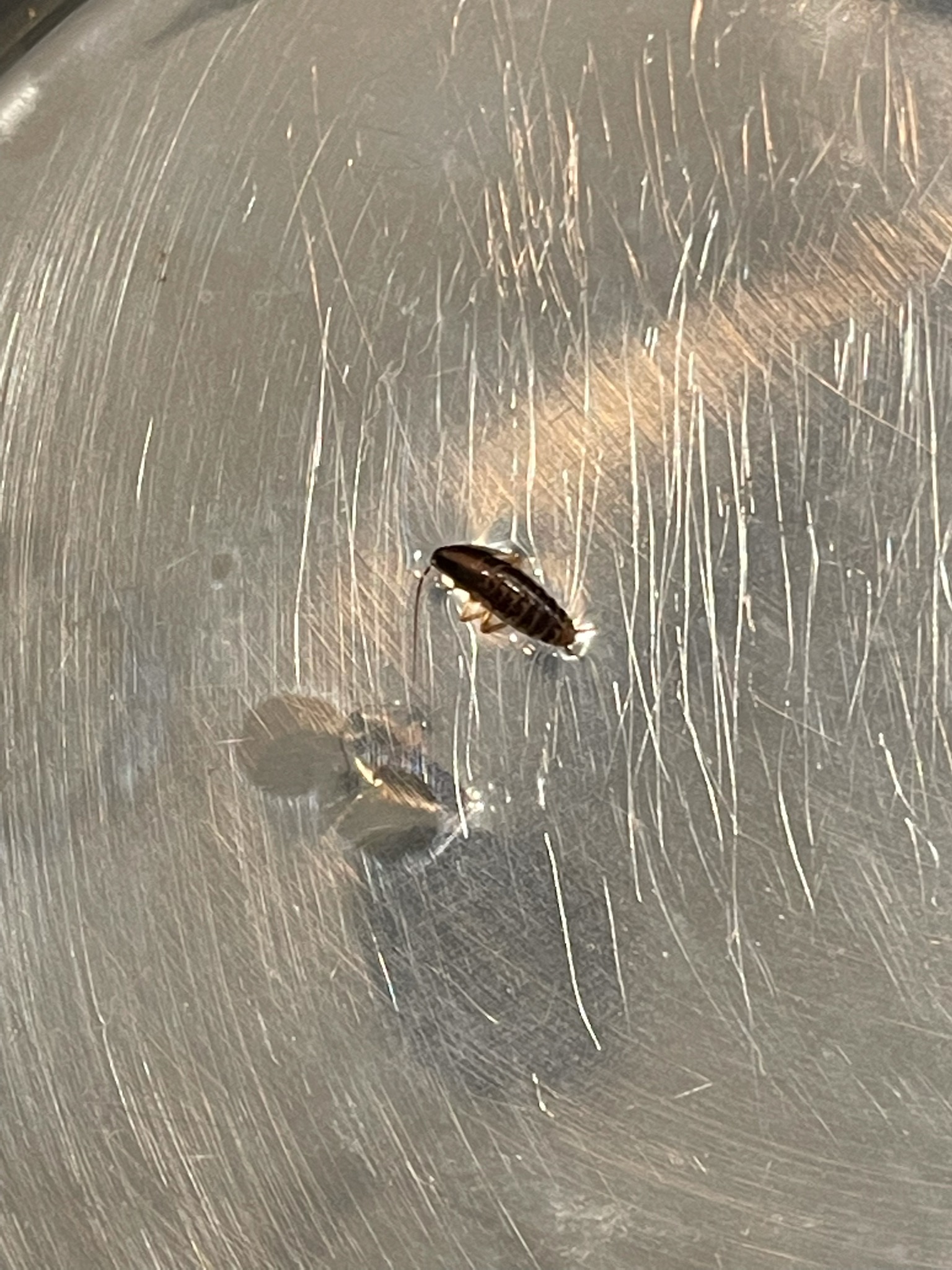 All N-1 Pest Control Management LLC Image