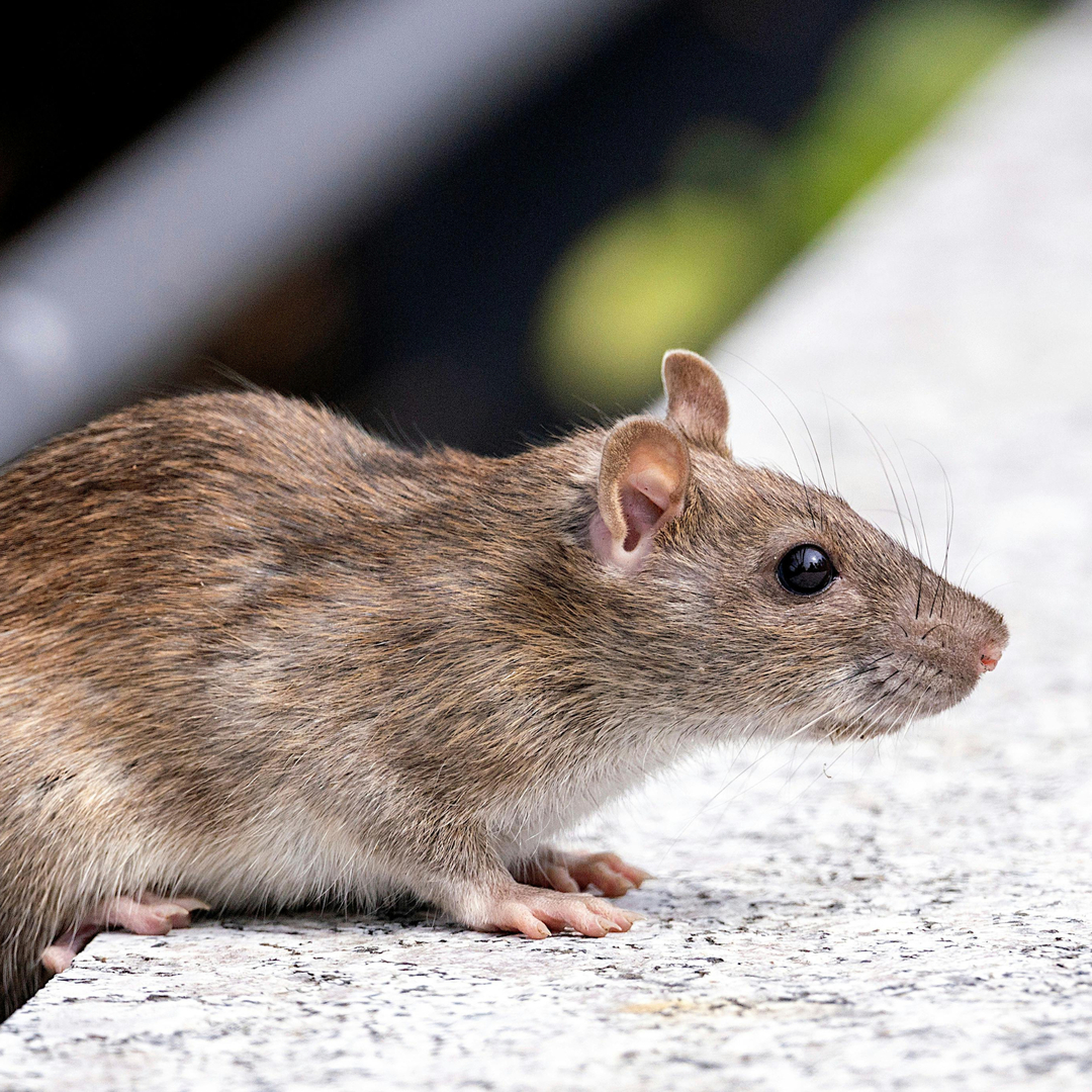 Lamp's Pest Solutions Image