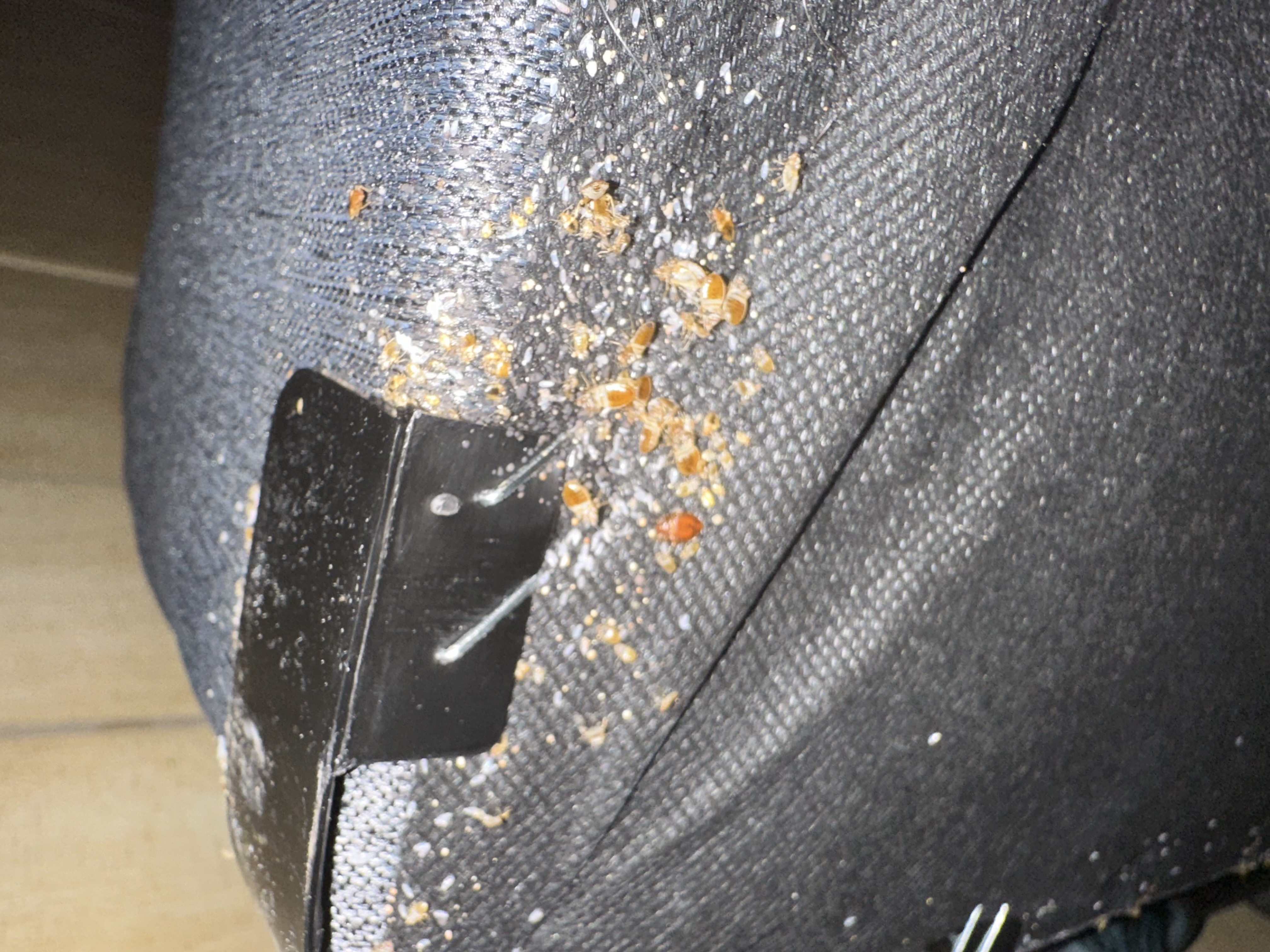 Lamp's Pest Solutions Image