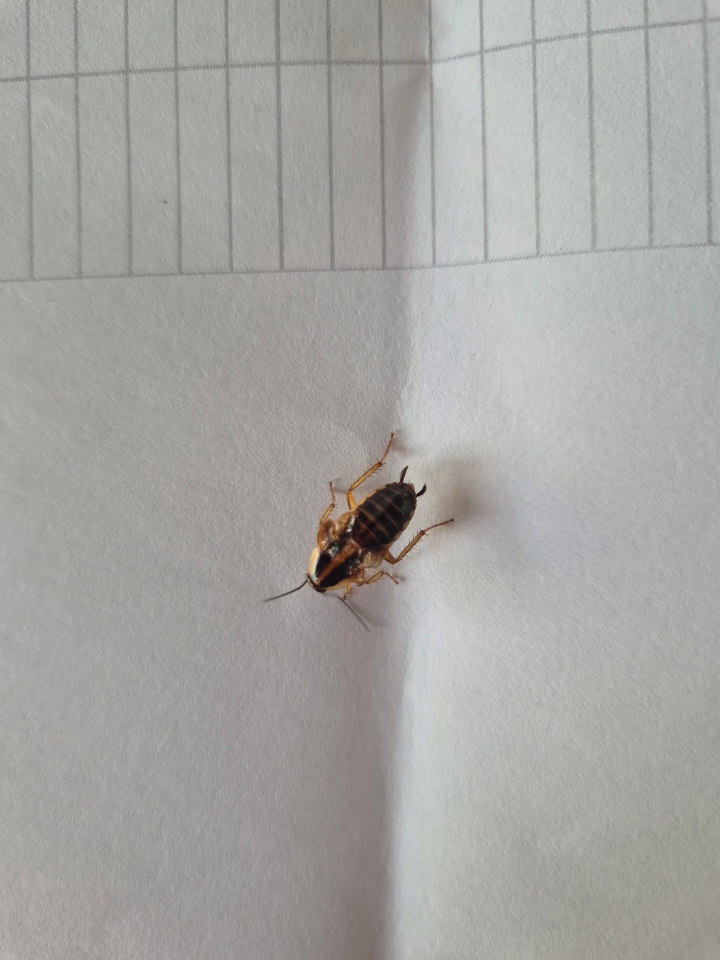 Lamp's Pest Solutions Image